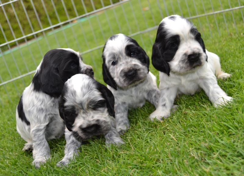 13 fenka, pejsek, fenka, pejsek.JPG